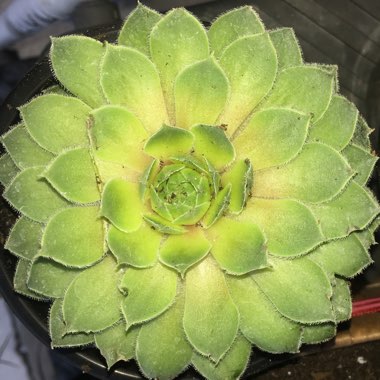 Sempervivum 'Green Wheel'