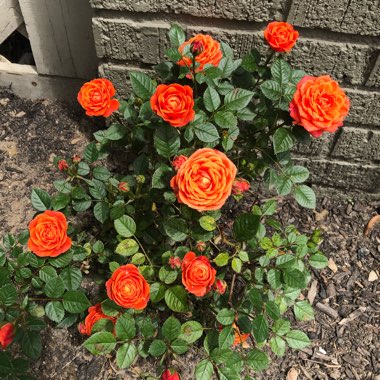 Rosa (Shrub)