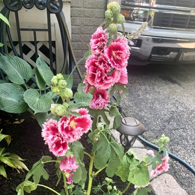 Alcea rosea 'Fiesta Time' syn. Alcea rosea 'Fiesta'