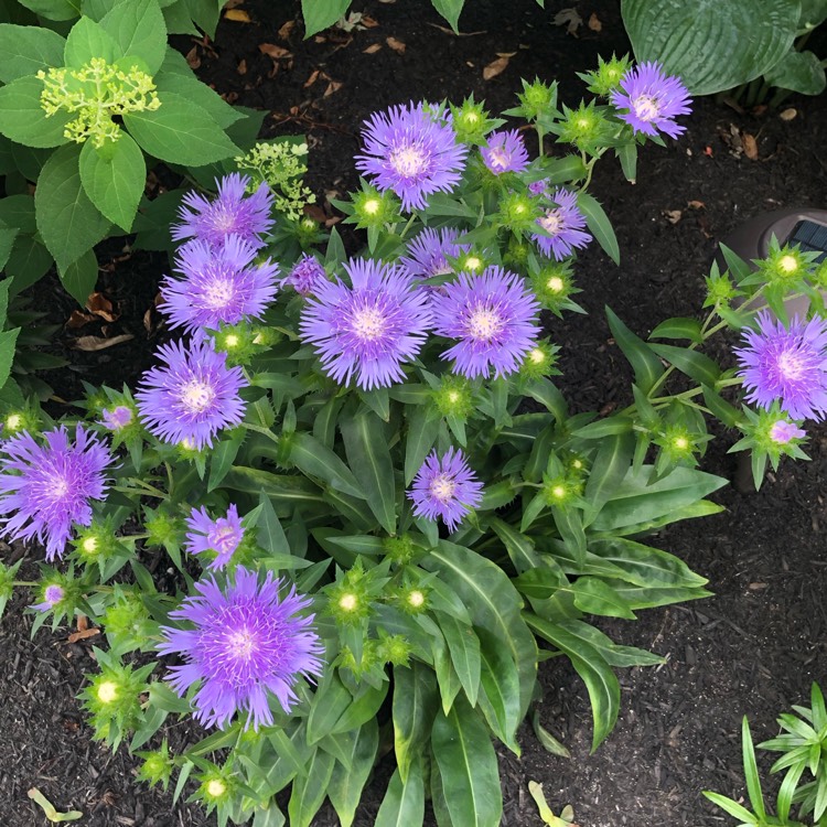 Plant image Aster novi-belgii 'Eventide'