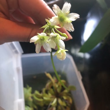 Dionaea muscipula