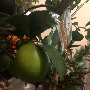 Citrus x latifolia