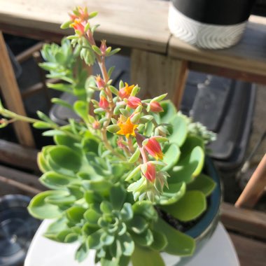 Echeveria Secunda