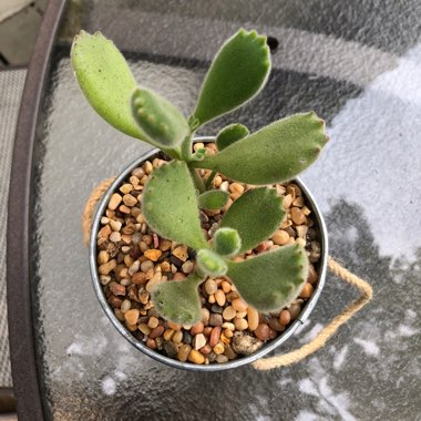 Cotyledon tomentosa subsp. ladysmithensis