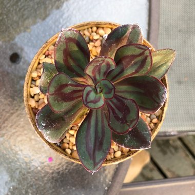 Echeveria Nodulosa