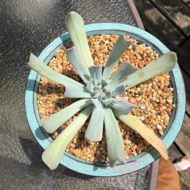 Echeveria Runyonii var. Topsy Turvy