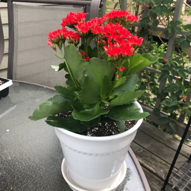 Kalanchoe blossfeldiana 'Red'