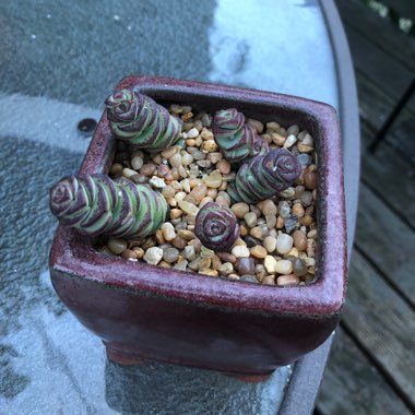 Crassula marnieriana