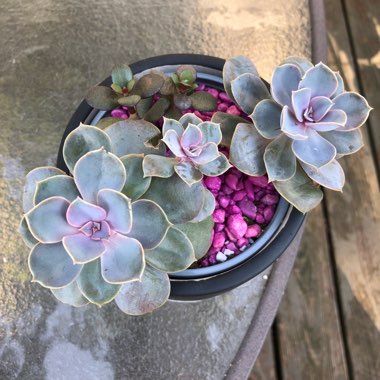 Echeveria Perle Von Nurnberg