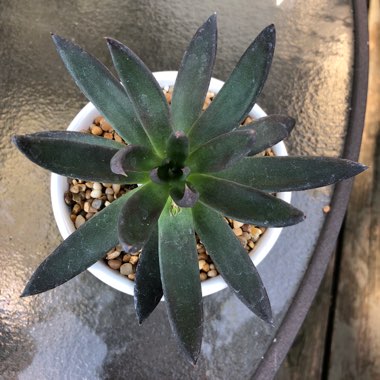 Echeveria Affinis sp.