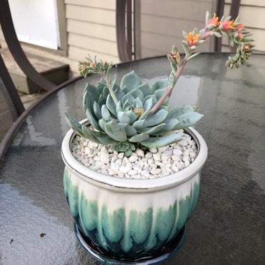 Echeveria Mazarine