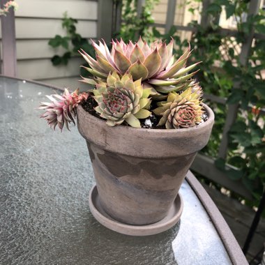 Sempervivum