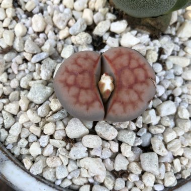 Lithops