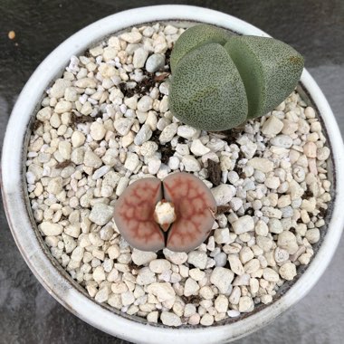 Lithops