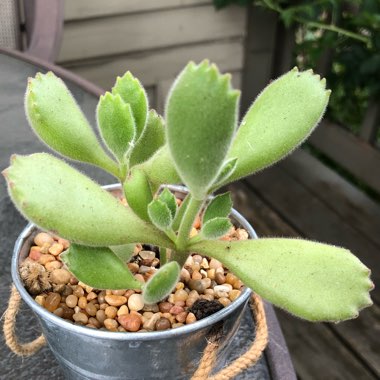 Cotyledon tomentosa subsp. ladysmithensis