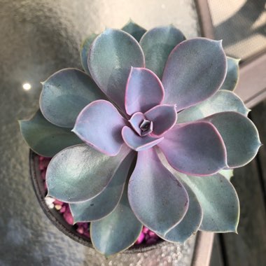 Echeveria Perle Von Nurnberg