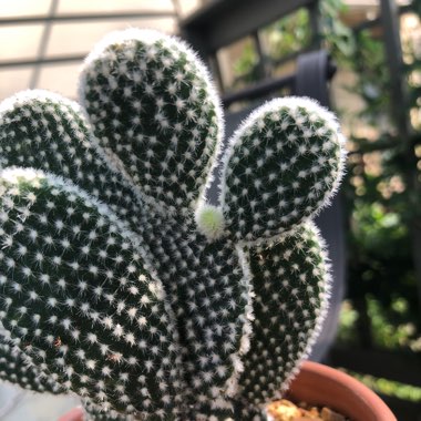 Opuntia microdasys albata