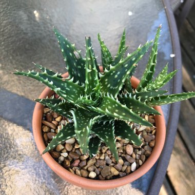 Aloe 'Minnie Belle'