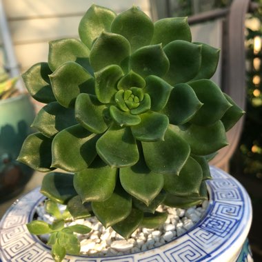 Echeveria Ron Evans