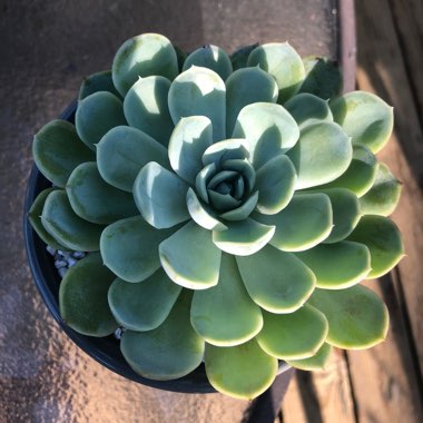 Echeveria Arctic Ice