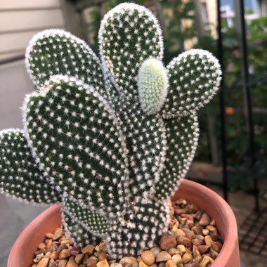 Opuntia microdasys albata