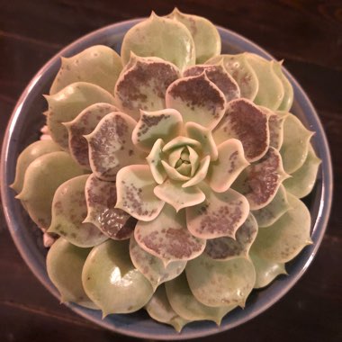 Echeveria Lola