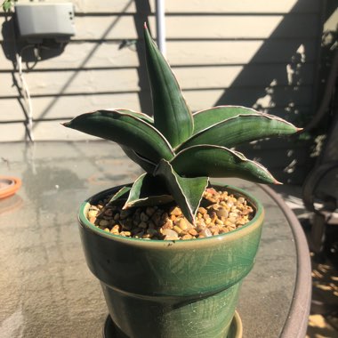 Sansevieria ehrenbergii 'Samurai Dwarf'