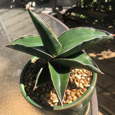 Sansevieria ehrenbergii 'Samurai Dwarf'