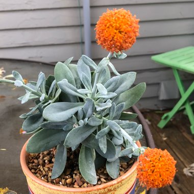 Senecio fulgens syn. Kleinia fulgens