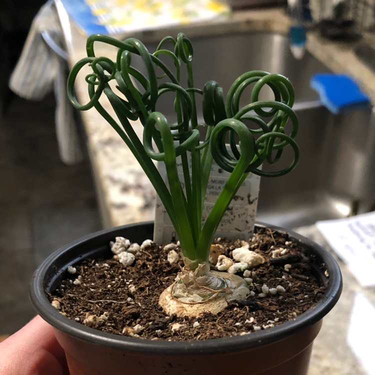 Plant image Albuca spiralis 'Frizzle Sizzle'