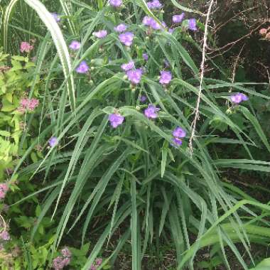 Tradescantia occidentalis