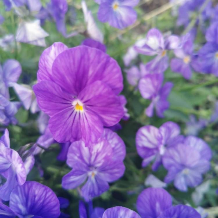 Plant image Viola cornuta 'Penny™ Denim Jump Up'