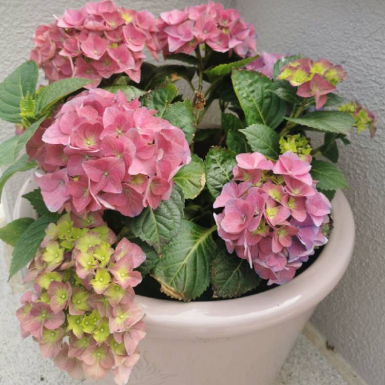 Plant image Hydrangea macrophylla 'Taube'