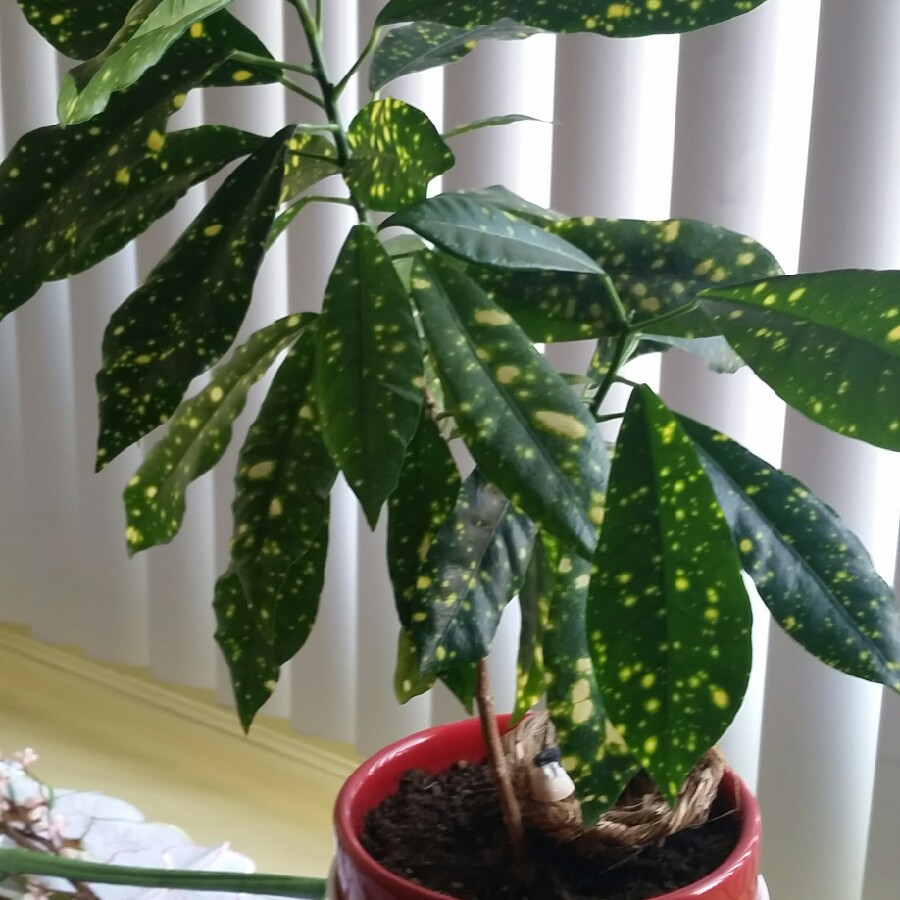 Plant image Dracaena Godseffiana 'Gold Dust'