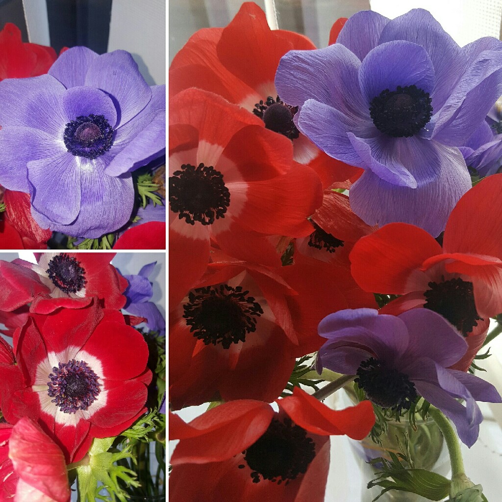 Anemone coronaria 'Harmony Blue'