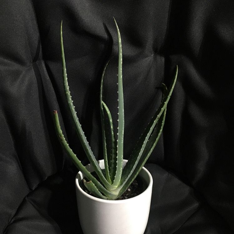 Aloe barbadensis syn. Aloe Vera, Aloe Vera - uploaded by @shelbyhenderson