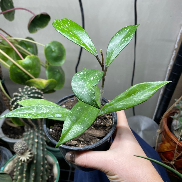 Plant image Hoya Pubicalyx