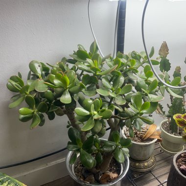 Jade Plant