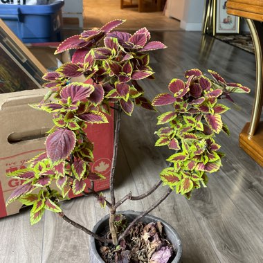 Coleus 'Wizard Pastel'