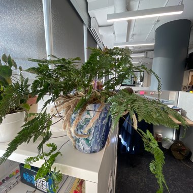 Rabbit's Foot Fern