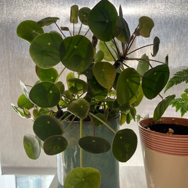 Chinese Money Plant