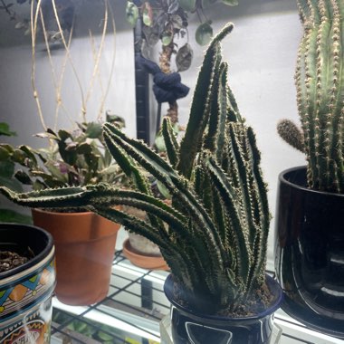 Cereus tetragonus 'Fairy Castles'