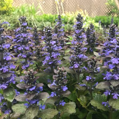 Ajuga reptans