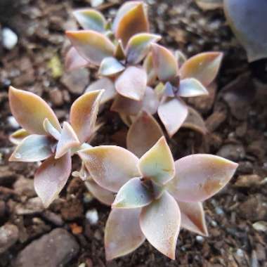 xGraptoveria Fred Ives