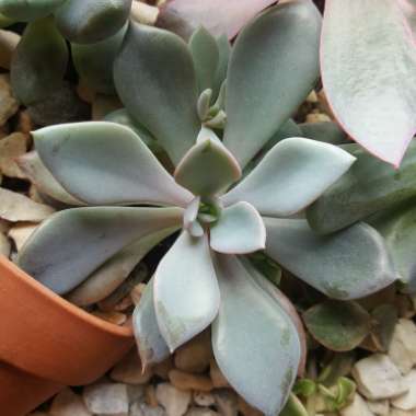 xGraptoveria Debbi