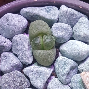 Lithops