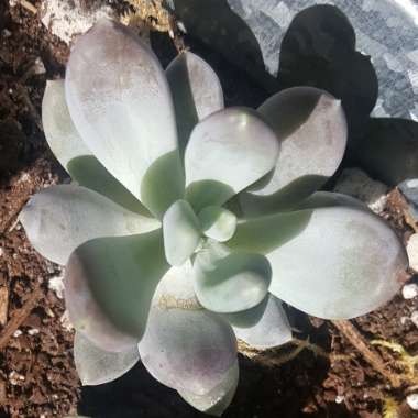 Pachyphytum oviferum