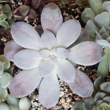 Graptopetalum Superbum