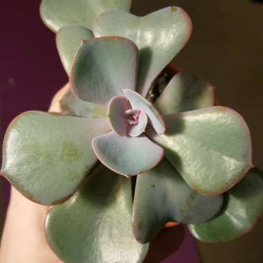 Echeveria Dusty Rose