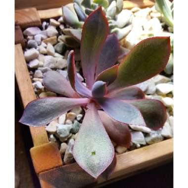 Echeveria Afterglow